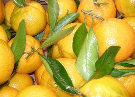mandarins with leaves