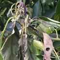 avocado leaf wilted