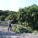 pruning avocado