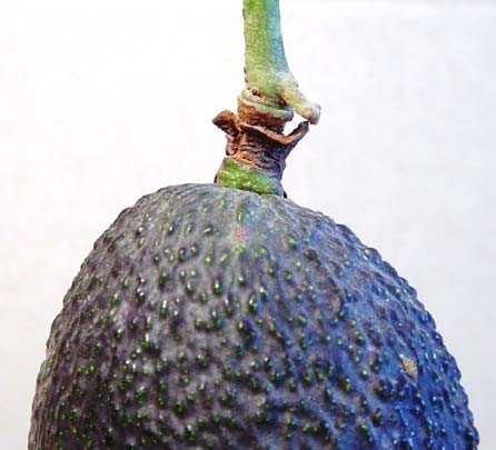 avocado ring neck pedicel