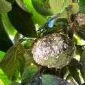 cherimoya mealy bug