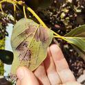 avocado lace bug damage and hnad