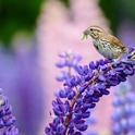 sparrow lupine