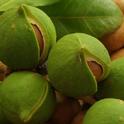 Macadamia nuts have a very hard seed coat enclosed in a green husk that splits open as the nut matures.