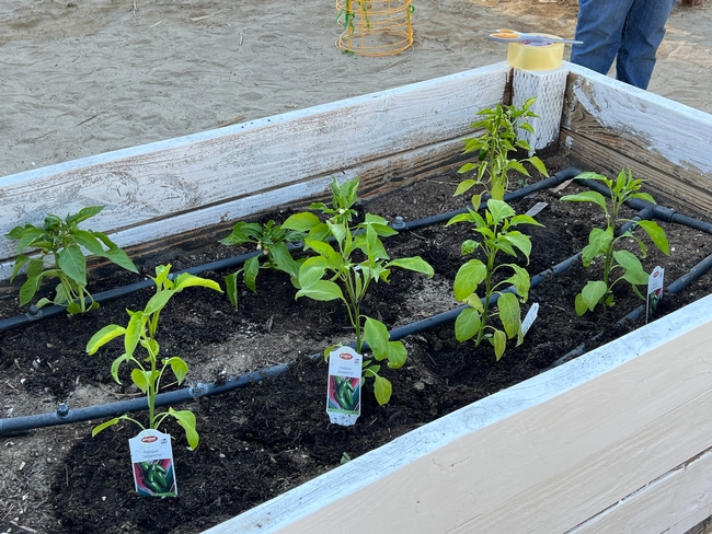 Planting chlli peppers