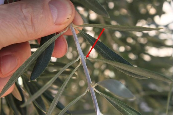 Some varieties of olives that need more chilling have only vegetative buds instead of flowers.