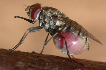 Stable Fly Blood-Photo by Brad Mullens UCRiverside crop