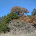 Large coast live oak with sudden oak death disease in an eastern Sonoma County oak woodland