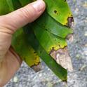 California bay laurel leaves infected with Phytophthora ramorum
