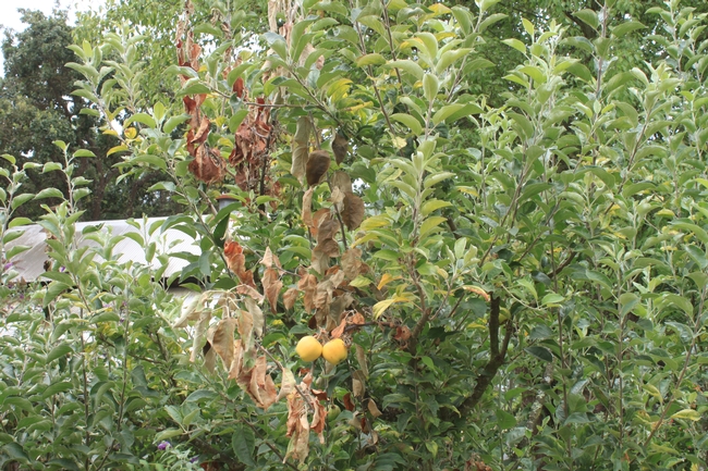 Brown and wilted leaves and shoots on an apple tree that has progressed into a large branch.