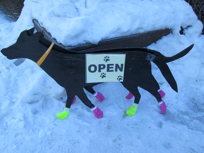 Doggies wear booties on some of the competitive contests, like the Yukon Quest