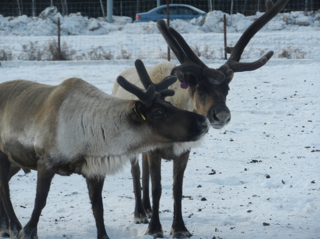 Reindeer