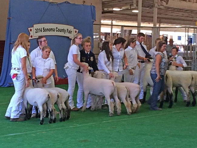 2014 SCF Sheep show