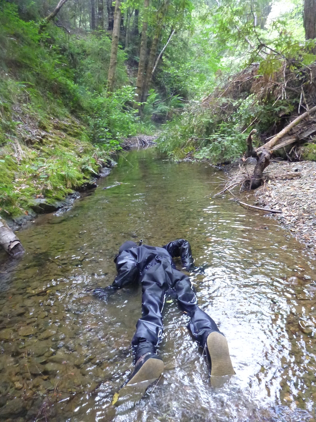A biologist snorkels a stream to look for juvenile salmon and steelhead.