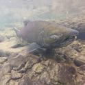 Chinook salmon in Pena Creek, 12/2/16