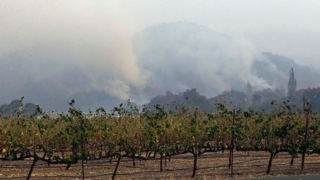 Crops exposed to smoke from fire near Chateau St Jean, AP Photo by Jeff Chiu