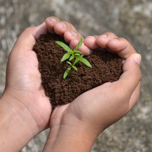 seedling-growing-in-hands-heart-shape-soil