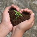 seedling-growing-in-hands-heart-shape-soil