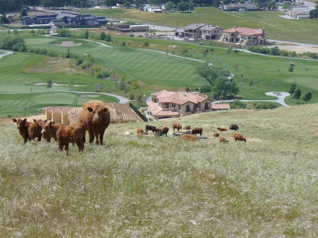 Example of cattle used for fire fuel suppression, photo by Sheila Barry