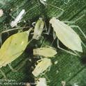 Potato aphid adults and nymphs. Photo Jack Kelly Clark, UC IPM.