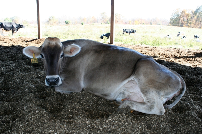 Brown Swiss on compost bedding. She is clean and comfortable.