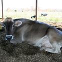 Brown Swiss on compost bedding pack. She is clean and comfortable.