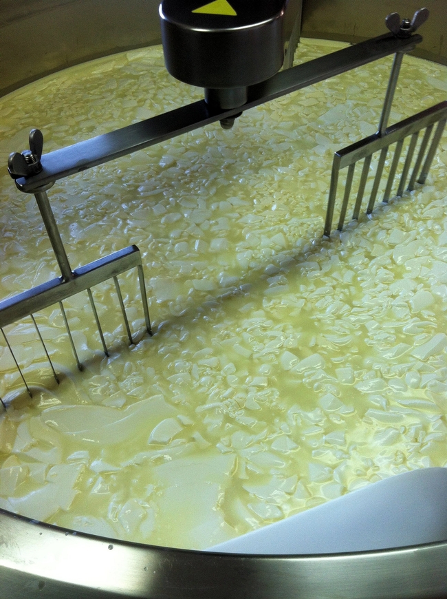 One of the steps of a cheese making process