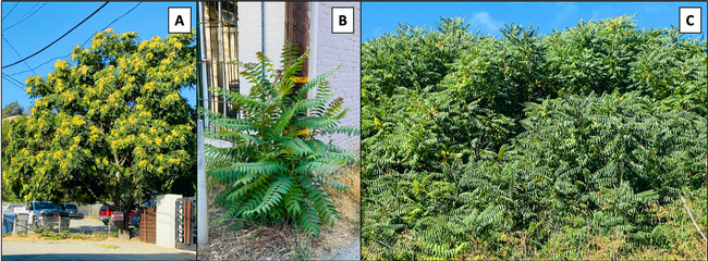 Figure 1. Tree-of-heaven is a deciduous tree that can be found in agricultural, urban, riparian and disturbed forested areas. Credit: Cindy R. Kron, UC IPM.