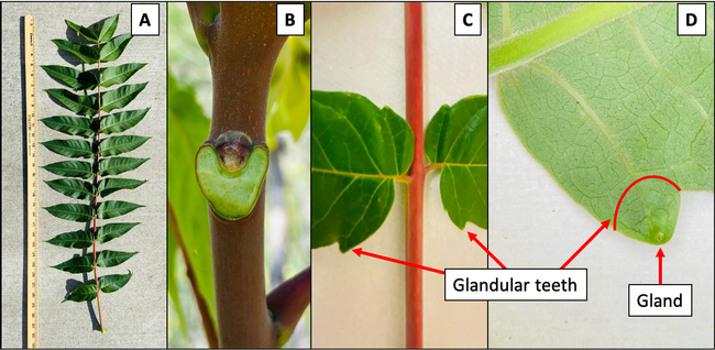 Figure 4. Leaves have a central stem with 10 to 40 leaflets attached on each side by a short petiole (A). Leaves broken off of the main stem leave a V- or heart-shaped scar (B). The margins of the leaflets are smooth with one to two glandular teeth that protrude at the base (C). A gland is located on the underside of the leaflet where the glandular teeth are located (D). Credit: Cindy R. Kron, UC IPM.