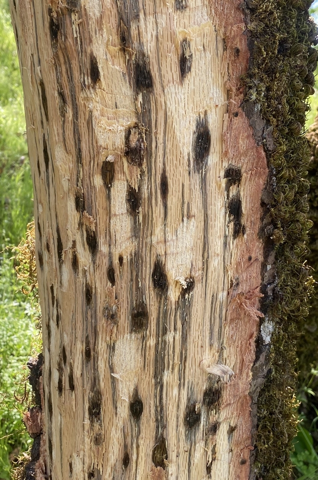 Western oak bark beetle galleries with foamy bark canker on CA black oak - MJones