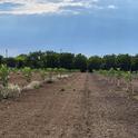 Photo of control plots that received no wood chip application (left) and plots that were treated with spread chips (right)