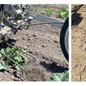 Figure 1. Robovator (left) and finger weeder (right) at WSREC and Dos Palos, CA, 2022.