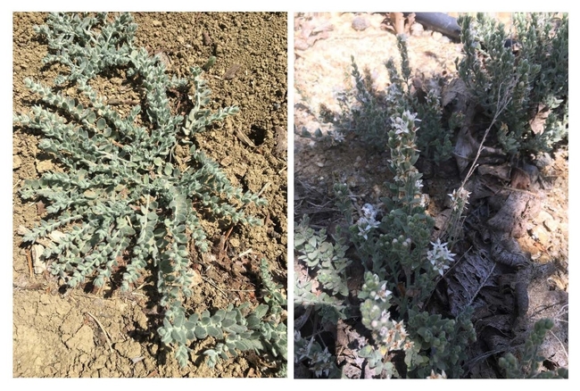 Image 1a (left): The prostrate growth habit of alkaliweed. Image 1b (right): Flowering alkaliweed, also growing in an upright form.