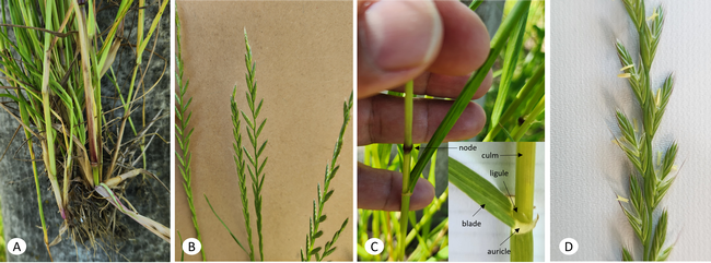 Figure 1. Italian ryegrass characteristics: purple coloration at the base (a), seed heads (b), collar (c), and spikelets (d). Photo by Clebson Gonçalves.