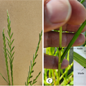 Figure 1. Italian ryegrass characteristics: purple coloration at the base (a), seed heads (b), collar (c), and spikelets (d). Photo by Clebson Gonçalves.