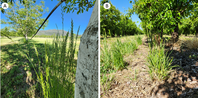 Figure 2. Italian ryegrass infestation in an organic walnut orchard (a) and Italian ryegrass with suspected resistance surviving from herbicide application programs in a conventional pear orchard (b). Photo by Clebson Gonçalves.