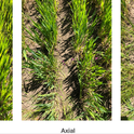 Figure 1: Italian ryegrass in wheat trials 36 days after application (Bird's Landing). Wheat rows are visible in a linear pattern in each picture. Italian ryegrass escapes can be seen in between the rows. Note that Osprey stunted many of the IR seedlings, but weeds were able to recover. Click on the image to expand.