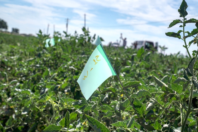 Photo 4: Flags in a research field in Woodland mark the location of the parasitic weeds Orobanche ramosa, which attach to tomato plants. (Karin Higgins/UC Davis)