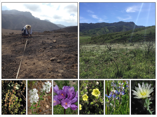 Images of the study site immediately following the fire and during the peak of the second growing season. Also shown are a number of native plant species found to be especially vulnerable to N addition. Photos by Justin Valliere and Tony Valois.