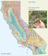 Reported observations of Cape Ricegrass in California.