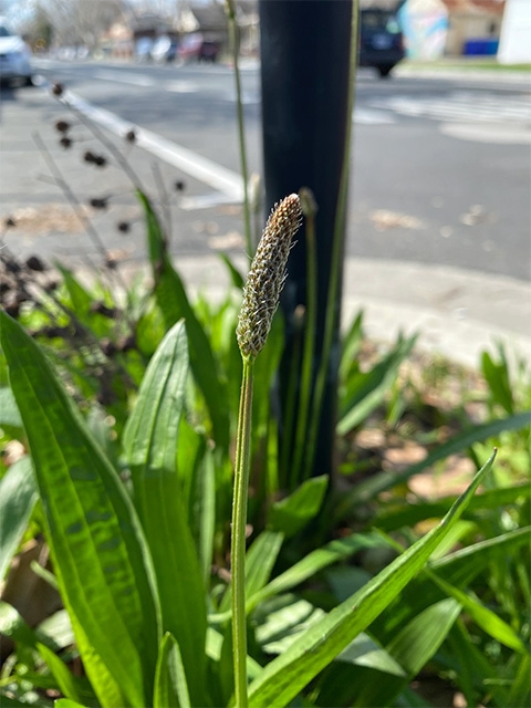 Ribwort plantain growing on a neighborhood street corner. (Mohsen Mesgaran/UC Davis)