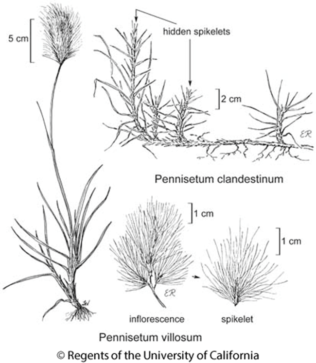 Pennisetum clandestinum and Pennisetum villodum