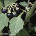 Figure 1. From left to right: Silverleaf nightshade (Solanum elaegnifolium), Black nightshade (Solanum nigrum), Hairy nightshade (Solanum physalifolium). Weeds in the nightshade family can be found in orchards and in annual crops. Silverleaf nightshade produces silver green leaves, violet flowers, and yellow berries. Black and hairy nightshades produce white flowers and black berries. UC IPM.