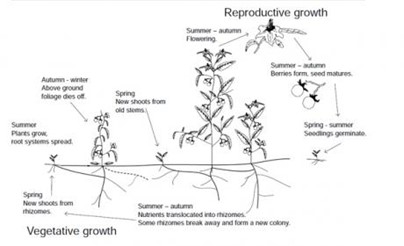 Figure 4. Silverleaf nightshade (Solanum elaeagnifolium) Life Cycle. NSW Department of Primary Industries.