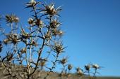 Woolly distaff thistle skeletons haunt the skylines of the northern Coast Range