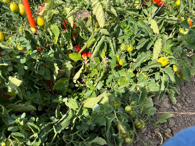 branched broomrape stems and flowers in processing tomato canopy