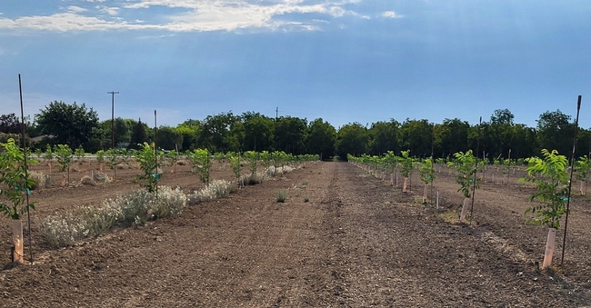 Photo of control plots that received no wood chip application (left) and plots that were treated with spread chips (right)