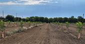 Photo of control plots that received no wood chip application (left) and plots that were treated with spread chips (right)