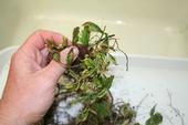 Glyphosate damage to young raspberry plant.