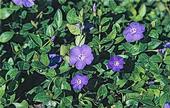 Periwinkle was the most frequently found invasive plant in nurseries.